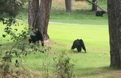 Fairmont Resort - Bears on Golf course