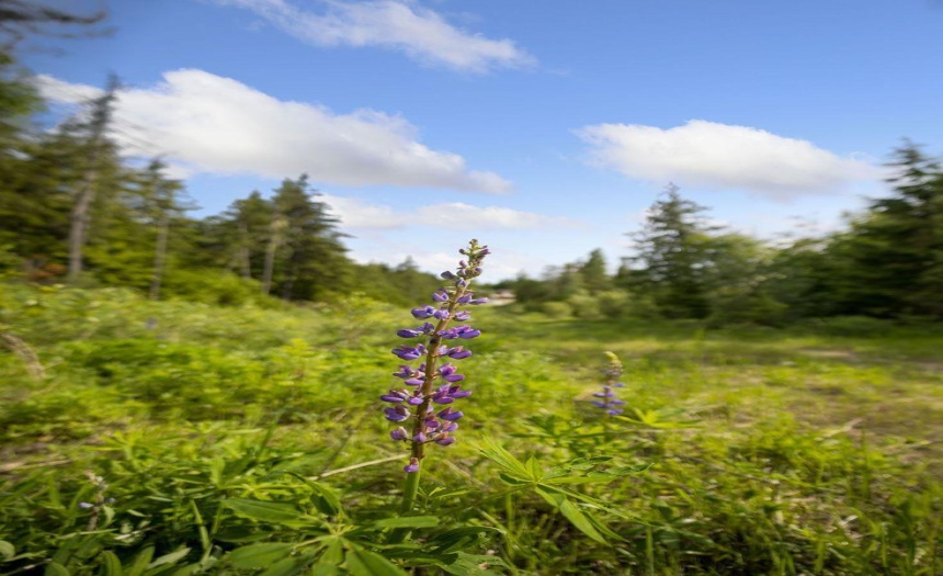 Lot 48 CRAWFORD CREEK ROAD, Crawford Bay, British Columbia V0B1E0, ,Vacant Land,For Sale,CRAWFORD CREEK ROAD,2471209