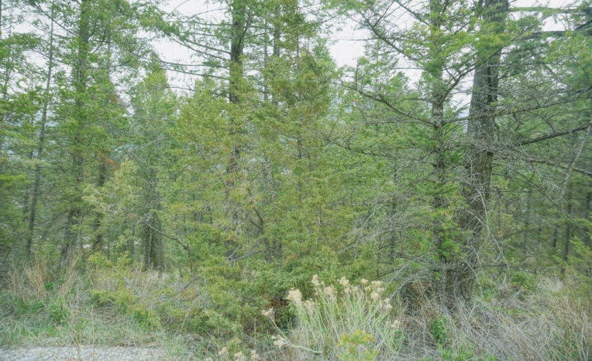 Lot 7 BELLA VISTA BOULEVARD, Fairmont Hot Springs, British Columbia V0B1L1, ,Vacant Land,For Sale,BELLA VISTA BOULEVARD,2472451