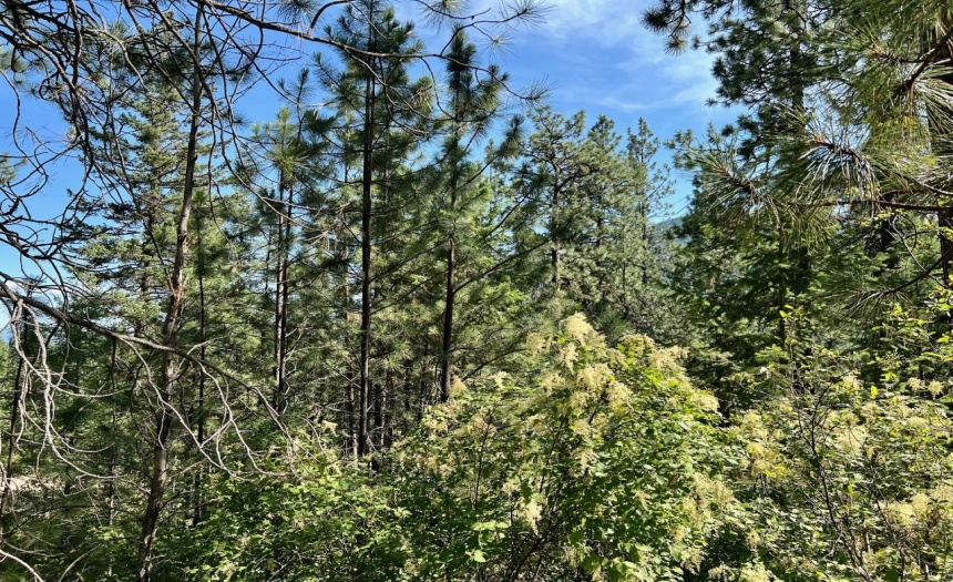 Lot 11 EVANS RD, Creston, British Columbia V0B1G7, ,Vacant Land,For Sale,EVANS RD,2473335