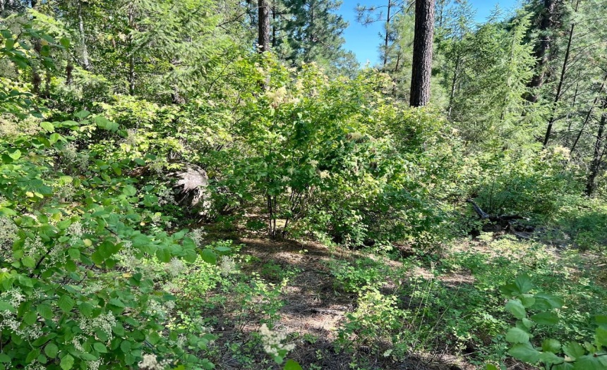 Lot 11 EVANS RD, Creston, British Columbia V0B1G7, ,Vacant Land,For Sale,EVANS RD,2473335