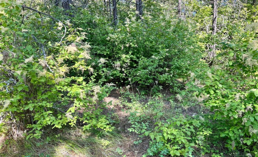 Lot 11 EVANS RD, Creston, British Columbia V0B1G7, ,Vacant Land,For Sale,EVANS RD,2473335