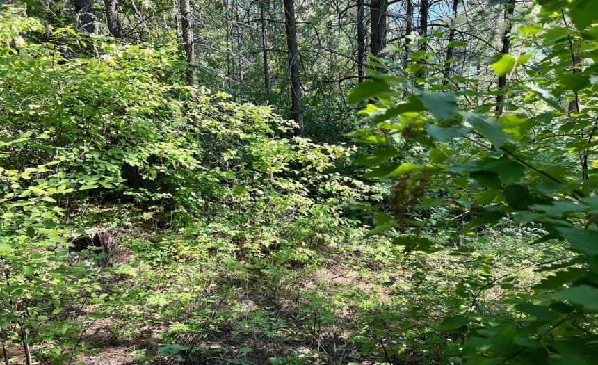 Lot 11 EVANS RD, Creston, British Columbia V0B1G7, ,Vacant Land,For Sale,EVANS RD,2473335