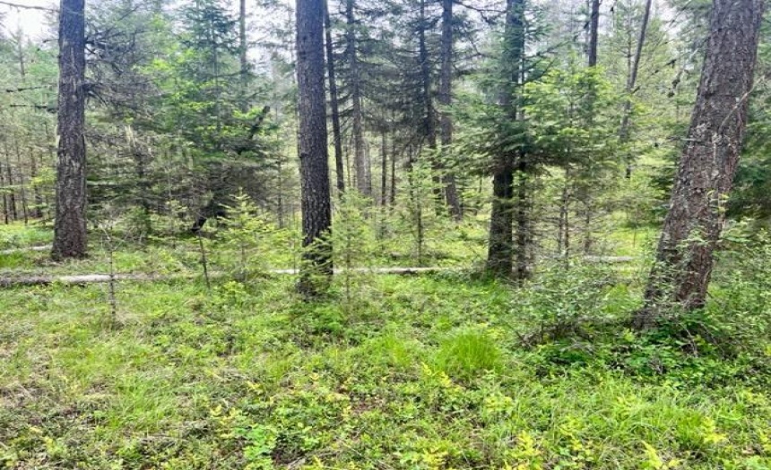 Lot A WENGER ROAD, Arrow Creek, British Columbia V0B1G9, ,Vacant Land,For Sale,WENGER ROAD,2471005