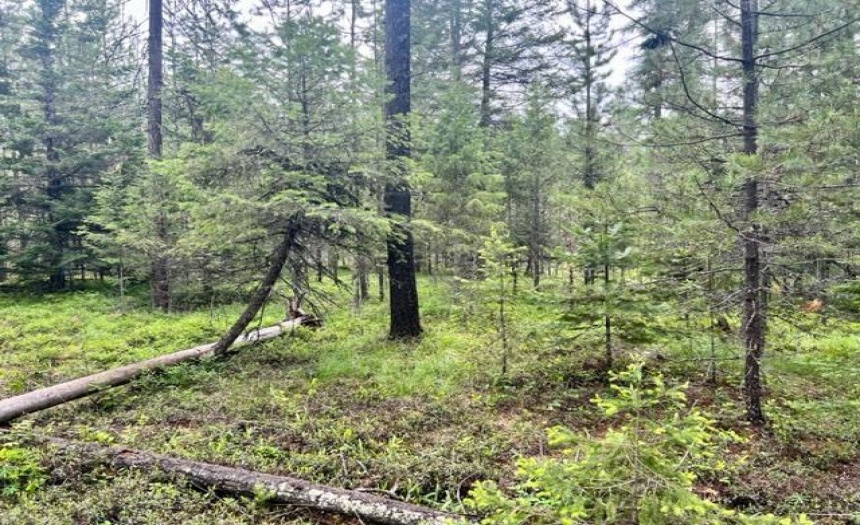 Lot A WENGER ROAD, Arrow Creek, British Columbia V0B1G9, ,Vacant Land,For Sale,WENGER ROAD,2471005