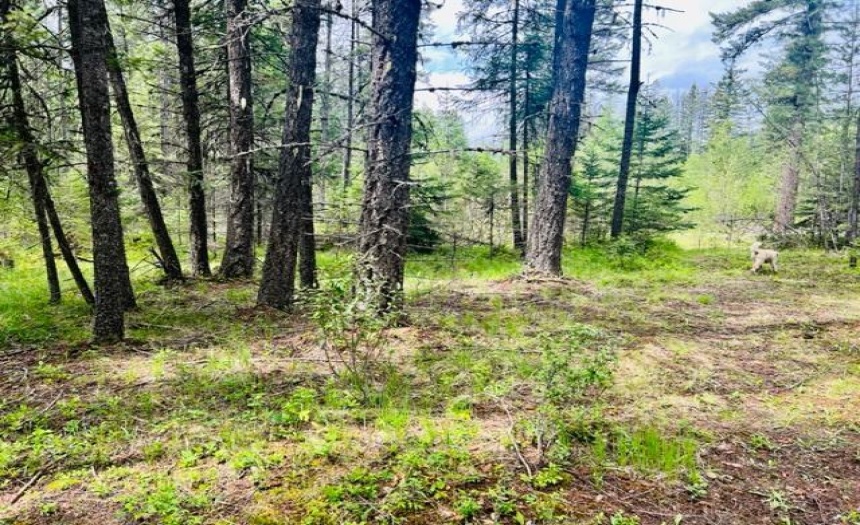 Lot A WENGER ROAD, Arrow Creek, British Columbia V0B1G9, ,Vacant Land,For Sale,WENGER ROAD,2471005