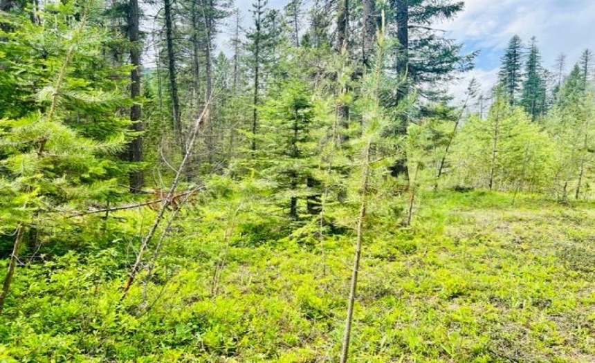 Lot A WENGER ROAD, Arrow Creek, British Columbia V0B1G9, ,Vacant Land,For Sale,WENGER ROAD,2471005