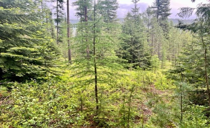 Lot B WENGER ROAD, Arrow Creek, British Columbia V0B1G9, ,Vacant Land,For Sale,WENGER ROAD,2471007