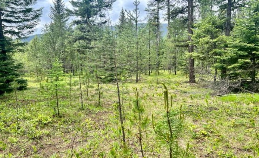 Lot B WENGER ROAD, Arrow Creek, British Columbia V0B1G9, ,Vacant Land,For Sale,WENGER ROAD,2471007