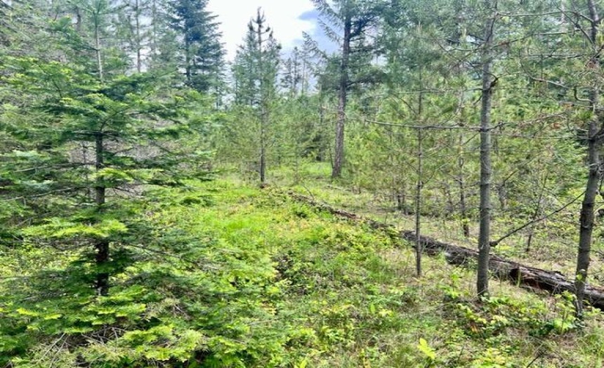 Lot B WENGER ROAD, Arrow Creek, British Columbia V0B1G9, ,Vacant Land,For Sale,WENGER ROAD,2471007