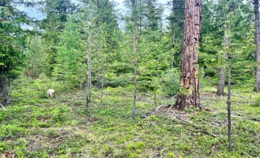 Lot B WENGER ROAD, Arrow Creek, British Columbia V0B1G9, ,Vacant Land,For Sale,WENGER ROAD,2471007