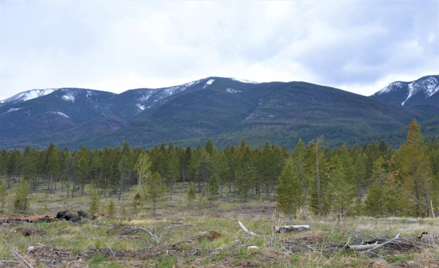 Lot 1 HARDIE CREEK ROAD, Columbia Lake, British Columbia V0B1L0, ,Vacant Land,For Sale,HARDIE CREEK ROAD,2465093